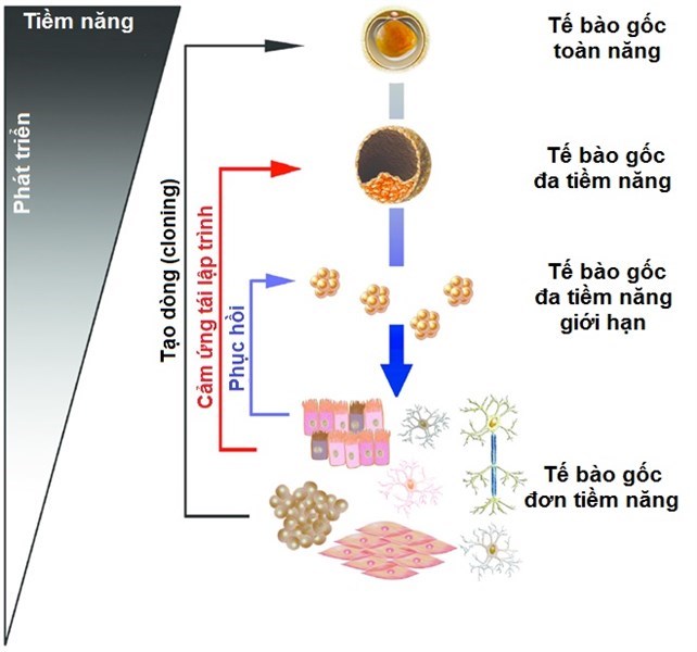 Đại cương về tế bào gốc: Phân loại tế bào gốc