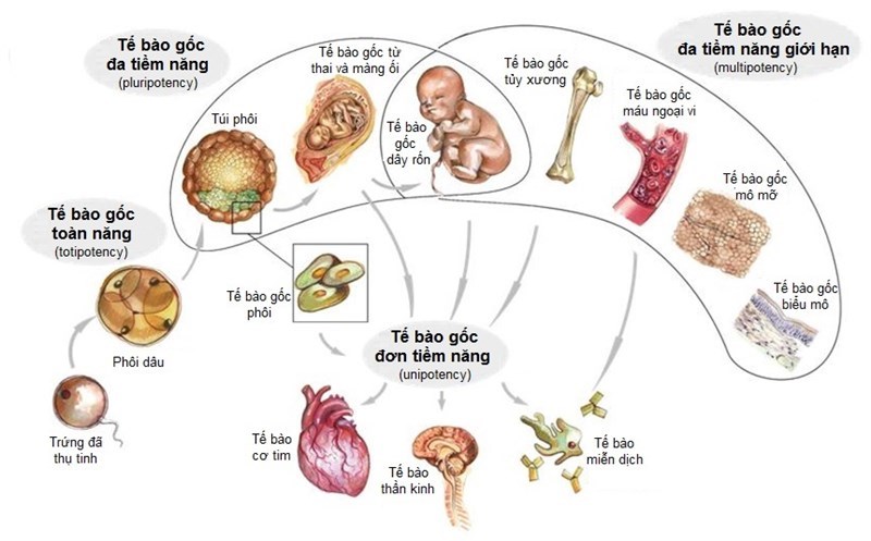 Đại cương về tế bào gốc: Tiềm năng biệt hóa của tế bào gốc
