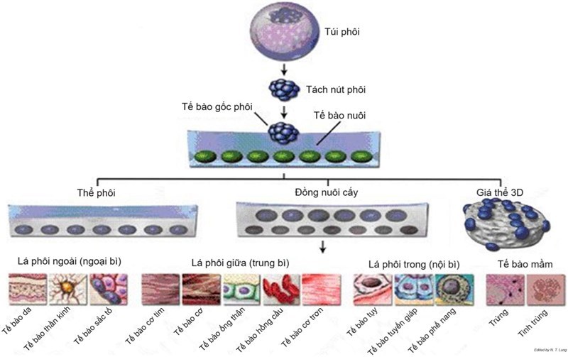 Đại cương về tế bào gốc: Tế bào gốc đa tiềm năng (pluripotent stem cell)