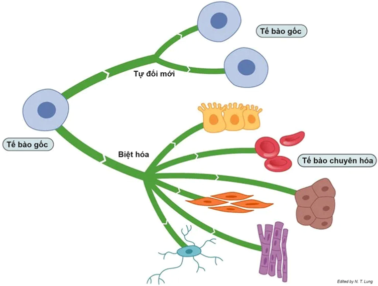 Đại cương về tế bào gốc: Tế bào gốc là gì