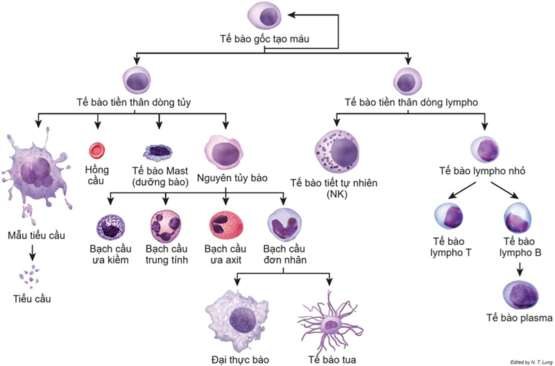 Tế bào gốc tạo máu (HSC)