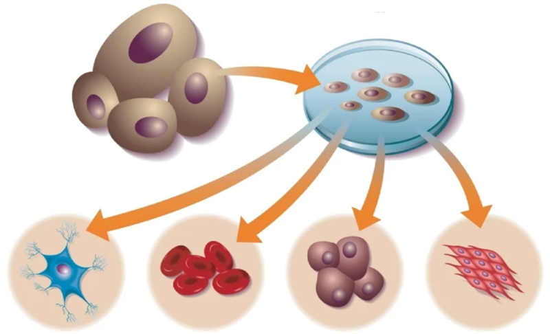 Đại cương về tế bào gốc: Tế bào gốc toàn năng (totipotent stem cells)