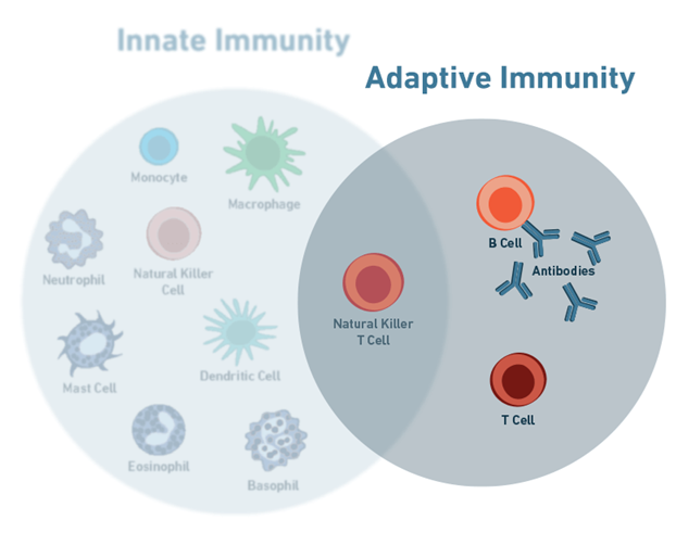 Tế bào miễn dịch - Phần 2: Các tế bào của hệ miễn dịch thích ứng