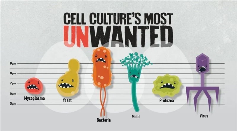 Xét nghiệm vi sinh vật trong nuôi cấy tế bào động vật