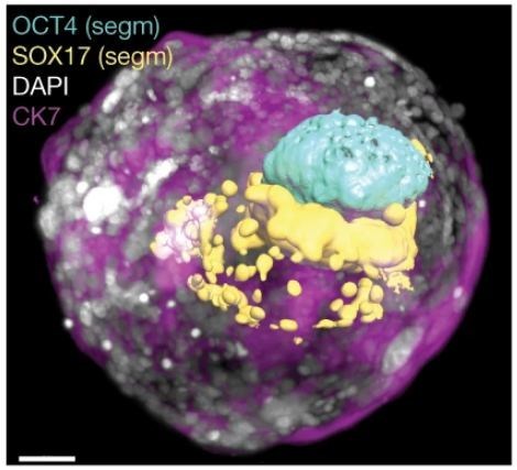 Cập nhật 2025 về hướng dẫn nghiên cứu tế bào gốc của Hiệp hội Quốc tế về Nghiên cứu Tế bào gốc (ISSCR)