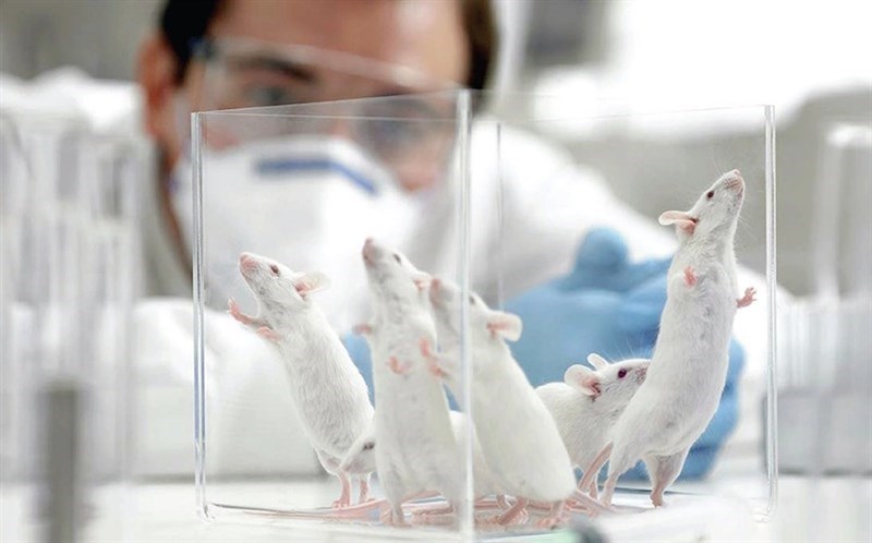 FDA công bố kế hoạch loại bỏ dần thử nghiệm trên động vật - Một trong những điểm nhấn đáng chú ý nhất năm 2025 của công nghệ tế bào