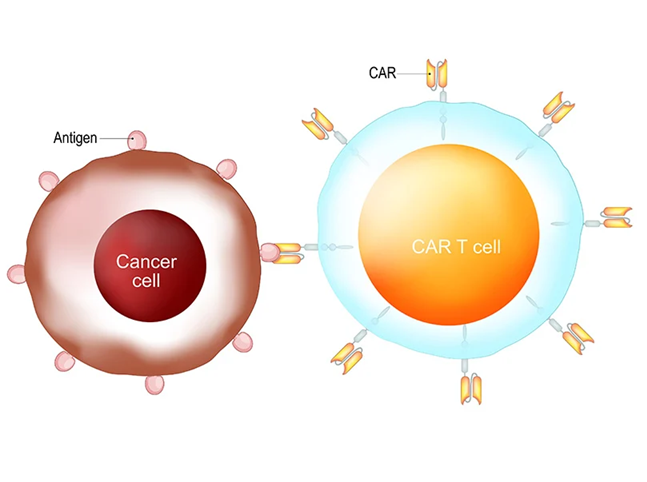 FDA sẽ siết chặt điều kiện cấp phép đối với liệu pháp tế bào CAR-T