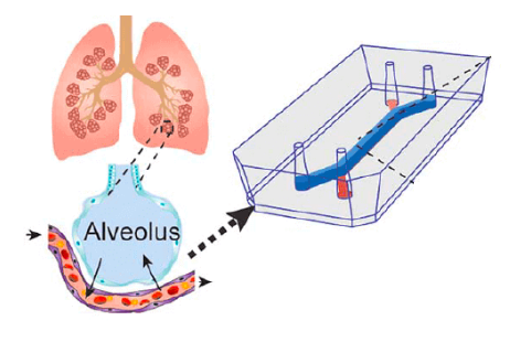 Mô hình “phổi trên vi mạch” (lung-on-a-chip) đầu tiên của người được xây dựng từ tế bào gốc của một người hiến duy nhất và mô hình nghiên cứu bệnh lao
