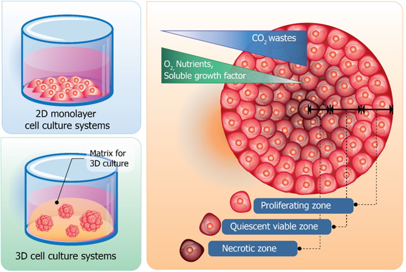 Nuôi cấy tế bào cơ bản: Mô hình nuôi cấy 2D và 3D