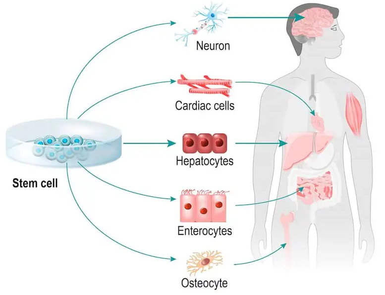 Liệu pháp tế bào gốc đa tiềm năng: những yêu cầu cần thiết và tổng quan các dòng tế bào có thể sử dụng