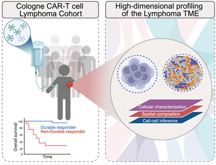Phát hiện “hàng rào” tế bào làm giảm hiệu quả điều trị của liệu pháp CAR-T trong bệnh u lympho