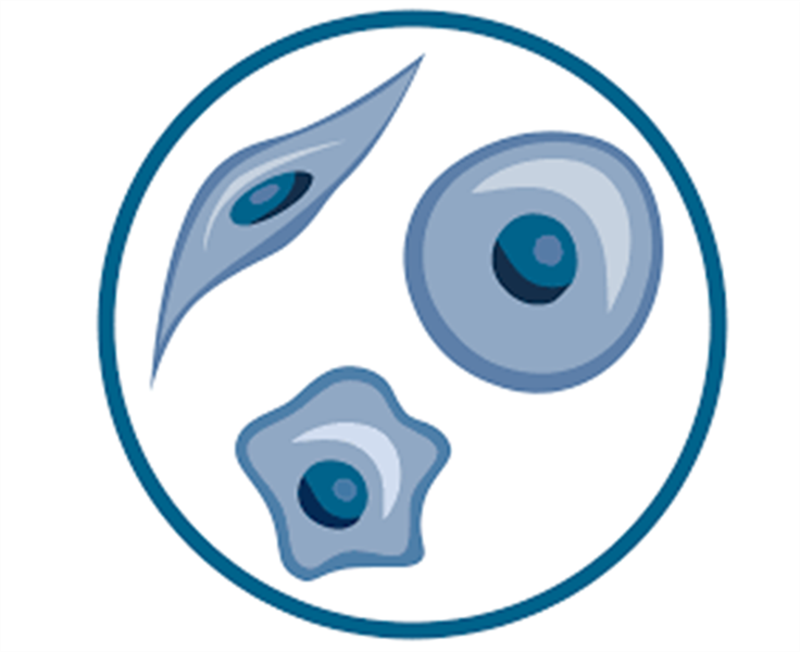 Hình thái của tế bào trong nuôi cấy – Quan sát tế bào nuôi cấy dưới kính hiển vi