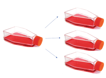 Cấy chuyển tế bào