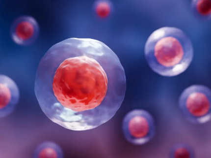 Tế bào gốc là gì?