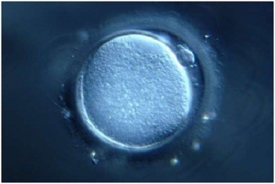 Tạo tế bào trứng từ tế bào da ở người: bước tiến mới của sinh học tế bào và y học sinh sản