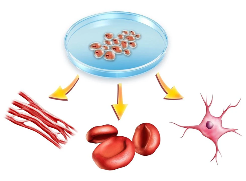 Tiềm năng biệt hóa của tế bào gốc