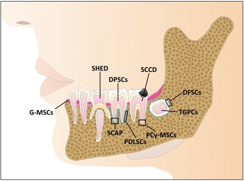 Các loại tế bào gốc nha khoa (Dental Stem Cell): nguồn thu nhận và tiềm năng ứng dụng của chúng