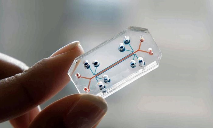 Mô hình “phổi trên vi mạch” (lung-on-a-chip) đầu tiên của người được xây dựng từ tế bào gốc của một người hiến duy nhất và mô hình nghiên cứu bệnh lao