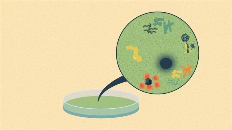 Tạp nhiễm trong quá trình nuôi cấy