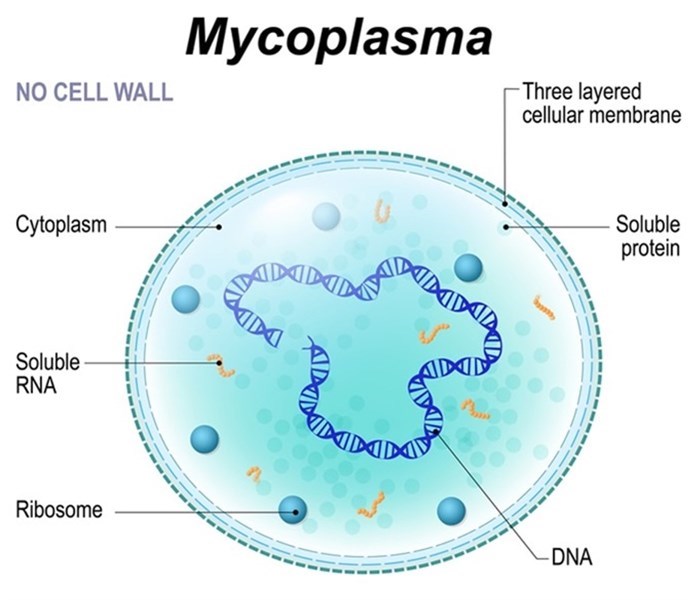 Nhiễm Mycoplasma trong nuôi cấy tế bào