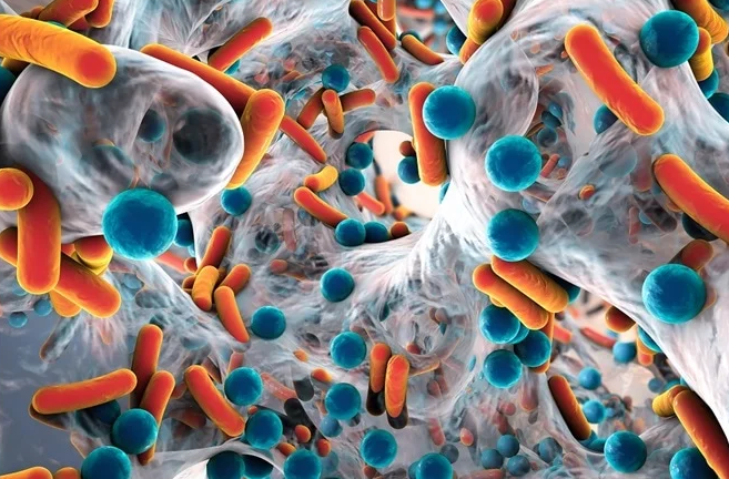 Microbiome của mẹ ở giai đoạn thai kỳ ảnh hưởng đến tế bào gốc của con – kết quả nghiên cứu trên mô hình chuột