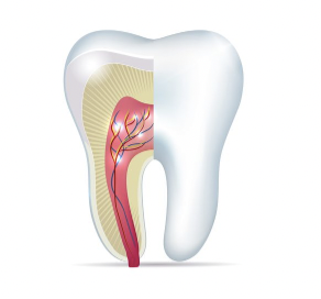 Tế bào gốc từ tủy răng sữa (SHED)