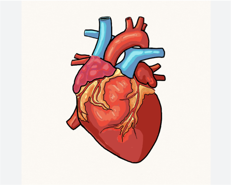 Tính an toàn và khả năng điều trị bệnh tim quá tải áp lực tâm thất trên mô hình khỉ của tế bào gốc người
