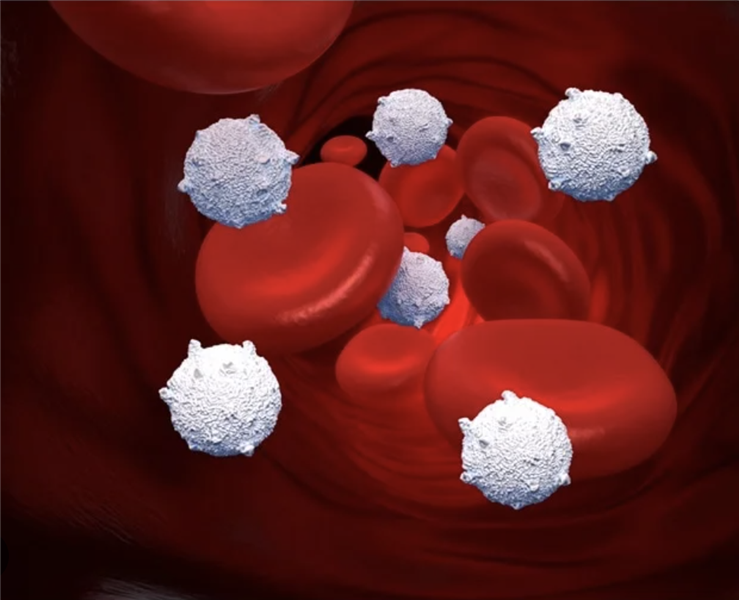 Tình trạng kinh tế xã hội của người hiến tế bào ảnh hưởng đến kết quả cấy ghép tế bào gốc tạo máu (HSC) trong điều trị ung thư.