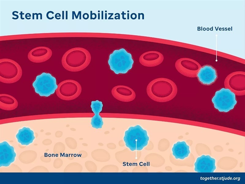 Cách thức mới để hoạt hóa tế bào gốc tạo máu tủy xương – cơ hội huy động tế bào gốc một cách hiệu quả và an toàn phục vụ cho cấy ghép