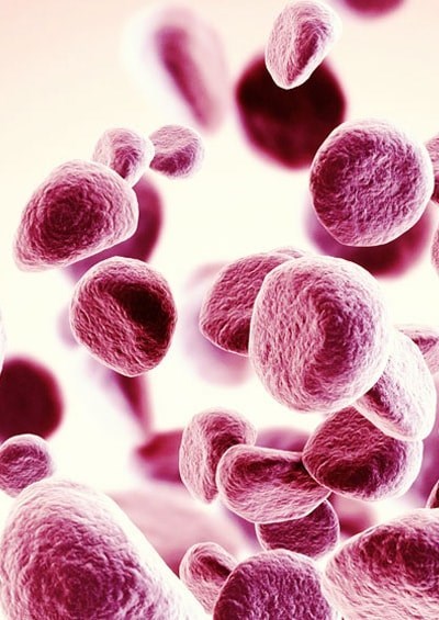 Ghép tế bào gốc tạo máu đồng loại: người hiến trẻ tuổi mặc dù không cùng huyết thống nên được ưu tiên hơn người hiến cùng huyết thống nhưng lớn tuổi