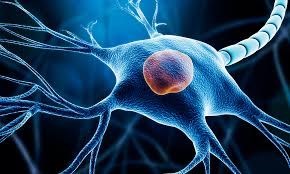 Triển vọng điều trị chấn thương tủy sống mạn tính bằng phương pháp ghép tế bào gốc thần kinh