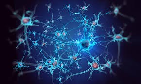 Phát hiện tế bào gốc thần kinh bên ngoài não và tủy sống: khám phá mở ra con đường mới cho y học tái tạo