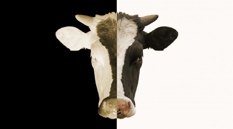 Tạo ra bò và cừu biến đổi gen từ tế bào gốc đơn bội