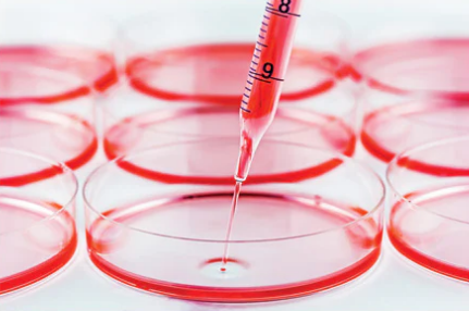 Thành phần môi trường nuôi cấy tế bào: Đỏ phenol