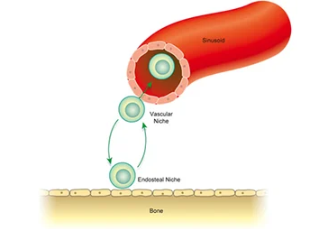 Viagra giúp huy động tế bào gốc tạo máu nhanh chóng và hiệu quả