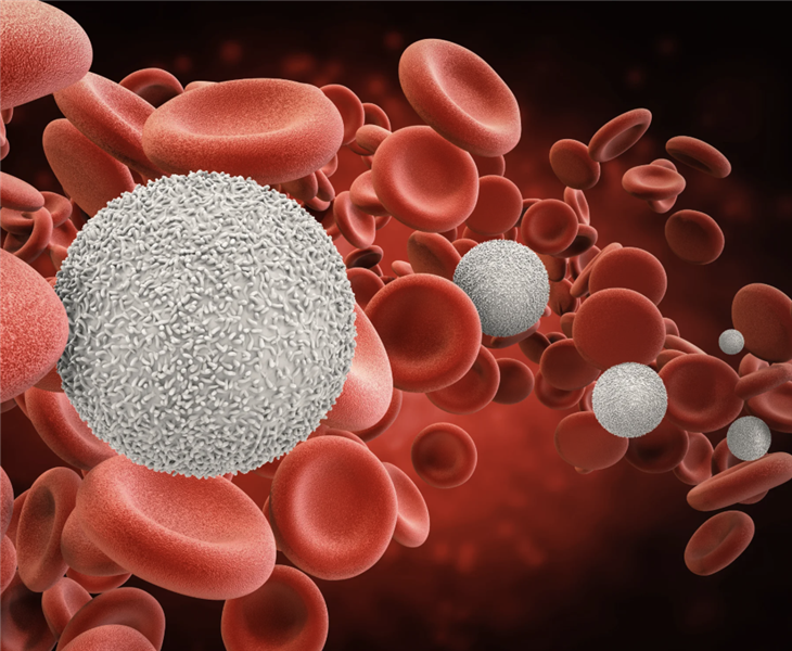 Giải mã hoạt động của tế bào gốc tạo máu sau khi cấy ghép đồng loài