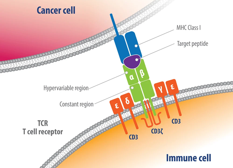 Liệu pháp tế bào T tự thân nhắm đích nhiều kháng nguyên cho thấy triển vọng trong điều trị ung thư tuyến tụy