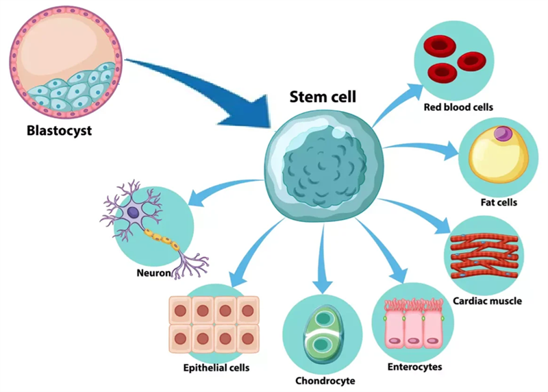 Viện Y tế Quốc gia Hoa Kỳ (NIH) đề xuất chuyển hướng nghiên cứu tế bào gốc nhằm hạn chế sử dụng tế bào gốc phôi người