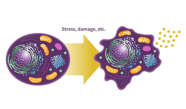 Các dấu hiệu đặc trưng cho sự lão hóa của tế bào gốc soma