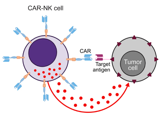 Liệu pháp CAR với các tế bào thuộc hệ miễn dịch bẩm sinh (P2)