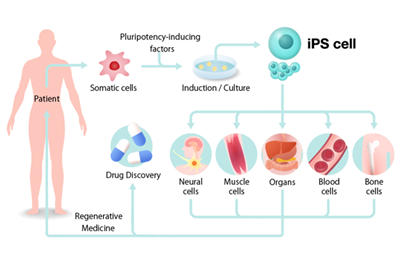 Nhật Bản phê duyệt có điều kiện cho hai sản phẩm có nguồn gốc từ tế bào gốc đa tiềm năng cảm ứng (iPSC)