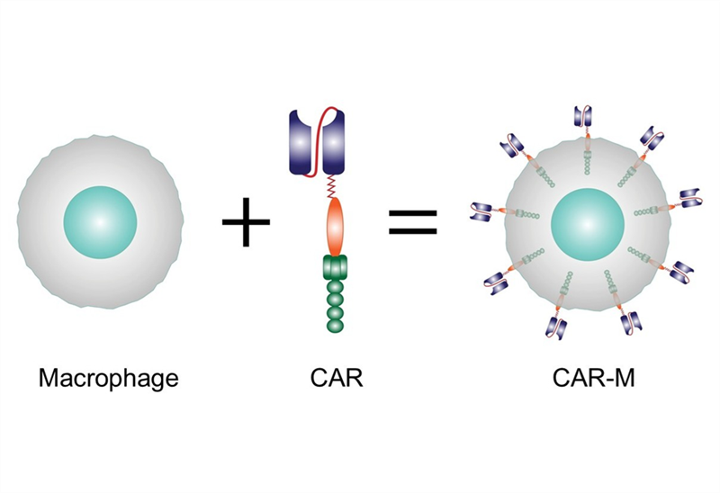 Liệu pháp CAR với các tế bào thuộc hệ miễn dịch bẩm sinh (P3)