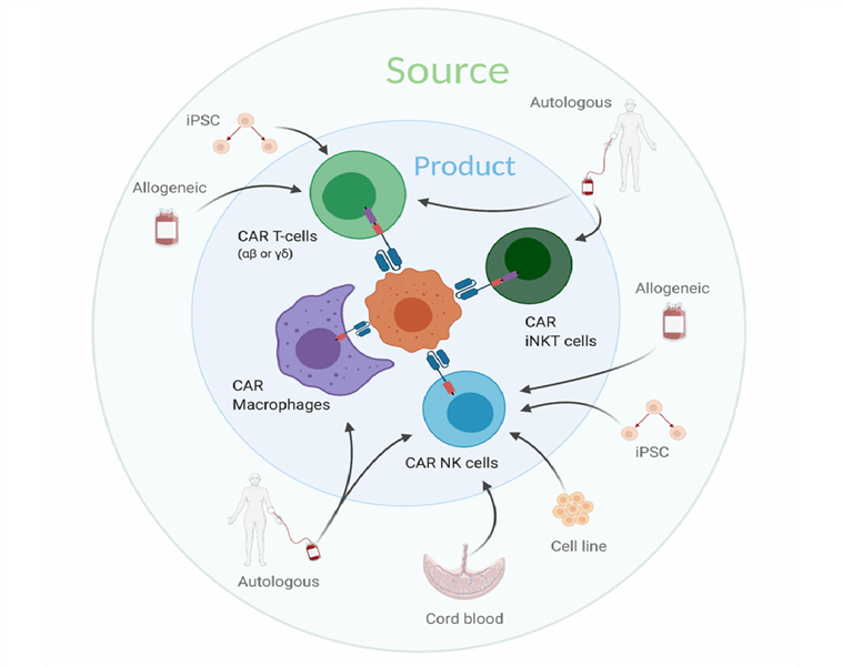 Liệu pháp CAR với các tế bào thuộc hệ miễn dịch bẩm sinh (P4)