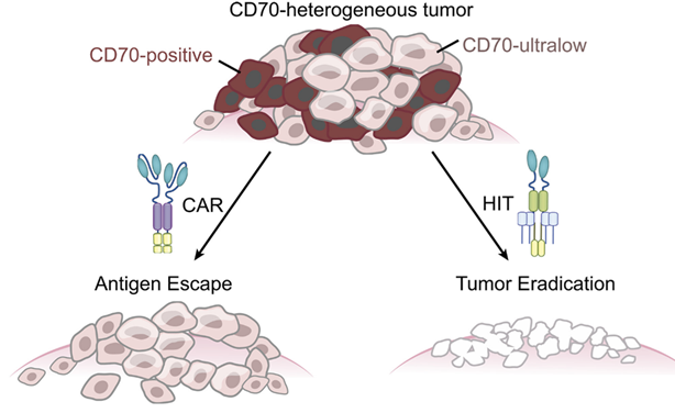 Liệu pháp CAR-T có độ nhạy cao với CD70 mang lại triển vọng loại bỏ hoàn toàn tế bào ung thư trong khối u đặc