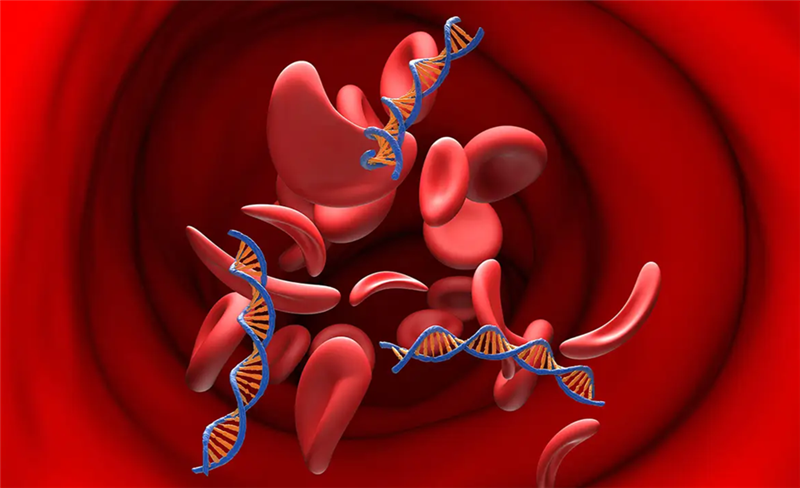 Chỉnh sửa vùng khởi động của gen HBG1 và HBG2 trên tế bào gốc tạo máu để điều trị bệnh thiếu máu hồng cầu hình liềm