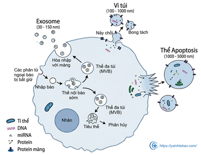 Tổng quan về các túi ngoại bào: exosomes và ứng dụng của chúng trong y học (P1)