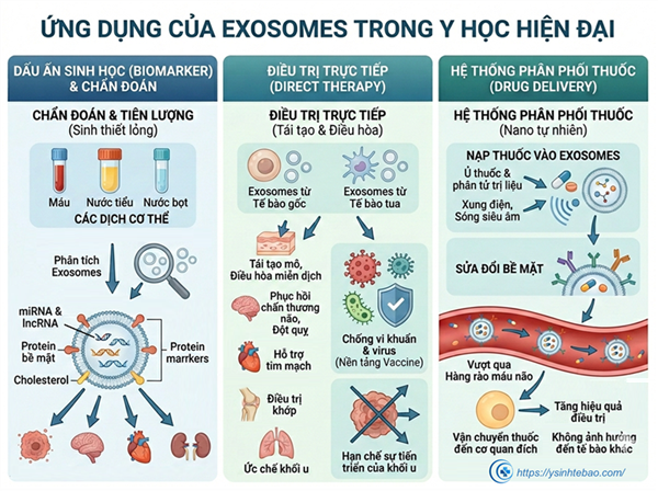 Tổng quan về các túi ngoại bào: exosomes và ứng dụng của chúng trong y học (P2)