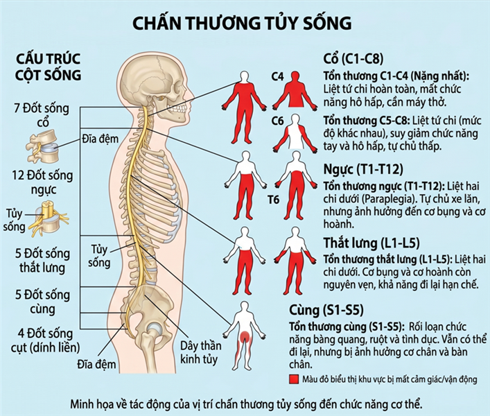 Công nghệ robot sinh học siêu nhỏ kết hợp từ trường giúp tái tạo tổn thương tủy sống