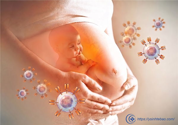 Liệu pháp CAR-T bước đầu ghi nhận tính an toàn cao đối với thai nhi và người mẹ
